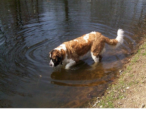 To wy tu stójcie, a ja sobie popływam To wy tu stójcie, a ja sobie popływam